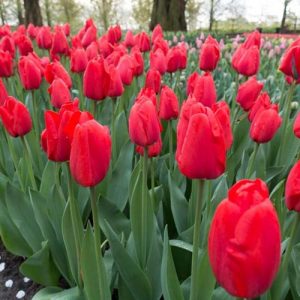 Tulipa Apeldoorn - Tulipán