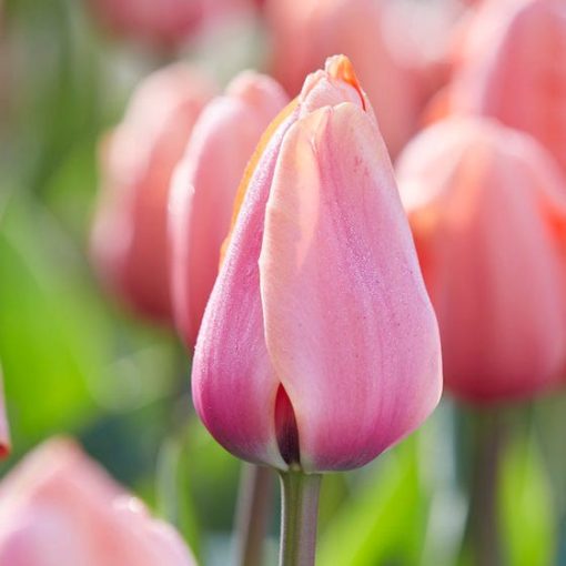 Tulipa Apricot Impression - Tulipán