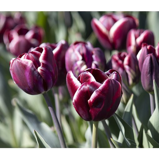 Tulipa Arabian Mystery - Tulipán