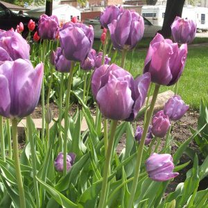 Tulipa Bleu Aimable - Tulipán