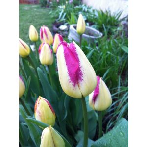 Tulipa Boston - Tulipán