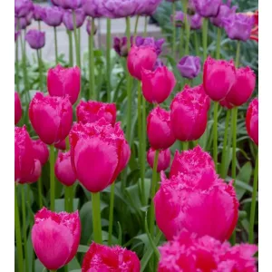 Tulipa Burgundy Lace - Tulipán