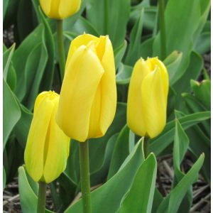 Tulipa Candela - Tulipán