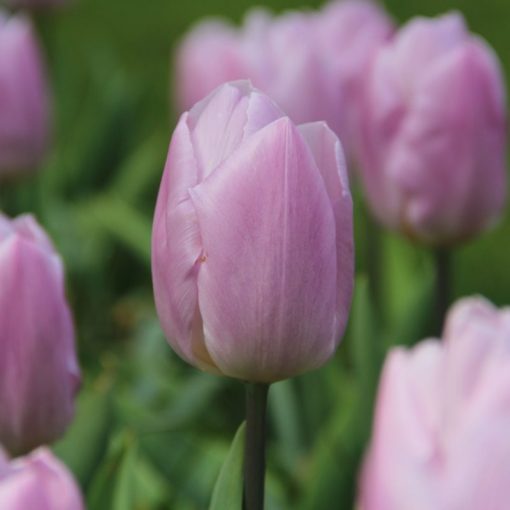 Tulipa Candy Prince - Tulipán