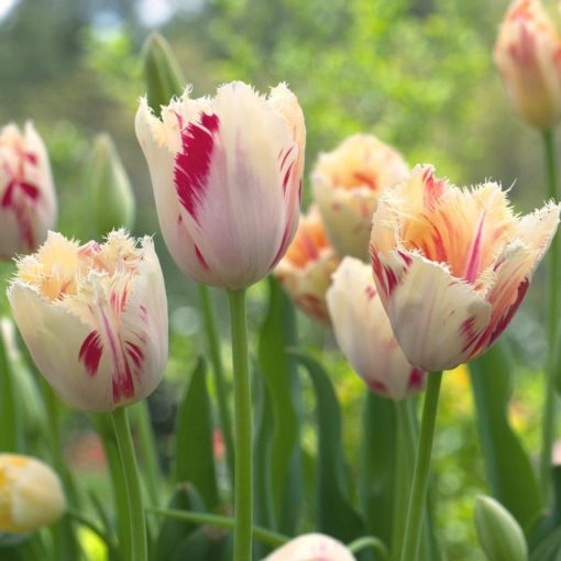 Tulipa Carrousel - Tulipán