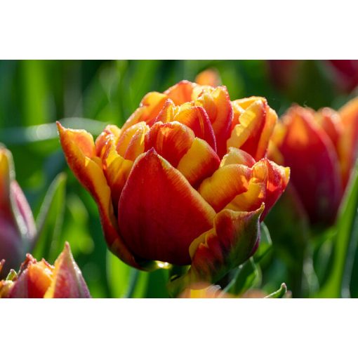 Tulipa Cilesta - Tulipán