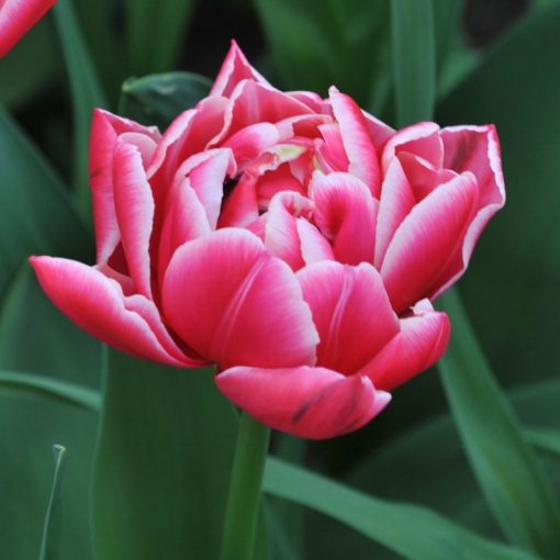Tulipa Columbus - Tulipán
