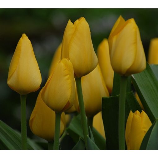 Tulipa Conqueror - Tulipán