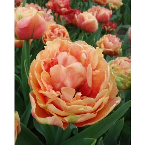 Tulipa Copper Image - Tulipán