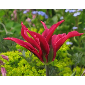 Tulipa Doll Minuet - Tulipán