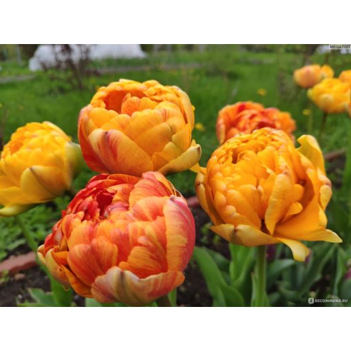 Tulipa Double Beauty of Apeldoorn - Tulipán
