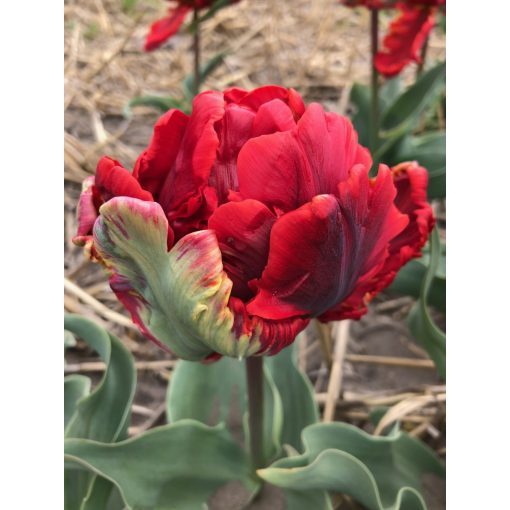 Tulipa Double Rococo - Tulipán