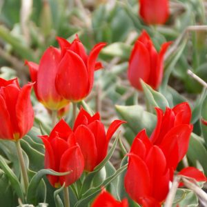 Tulipa Duc Van Tol Cocchineal - Tulipán