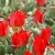 Történelmi tulipánok