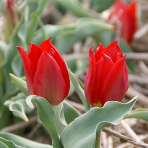 Tulipa Duc Van Tol Max Cramoisie - Tulipán