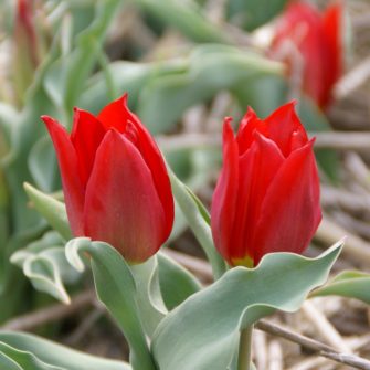 Historical tulips