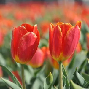 Tulipa Duc Van Tol Salmon - Tulipán