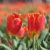 Történelmi tulipánok