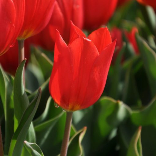 Tulipa Duc Van Tol Scarlet - Tulipán