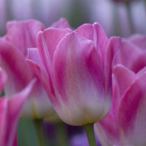 Tulipa Dynasty - Tulipán
