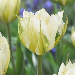 Tulipa Exotic Emperor - Tulipán