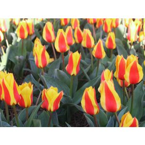 Tulipa First Love - Tulipán