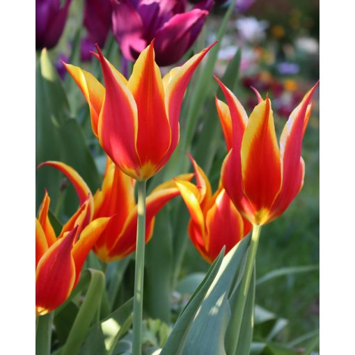 Tulipa Fly Away - Tulipán