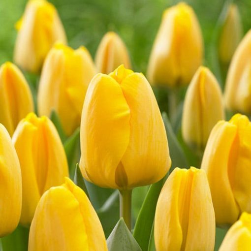 Tulipa Golden Apeldoorn - Tulipán