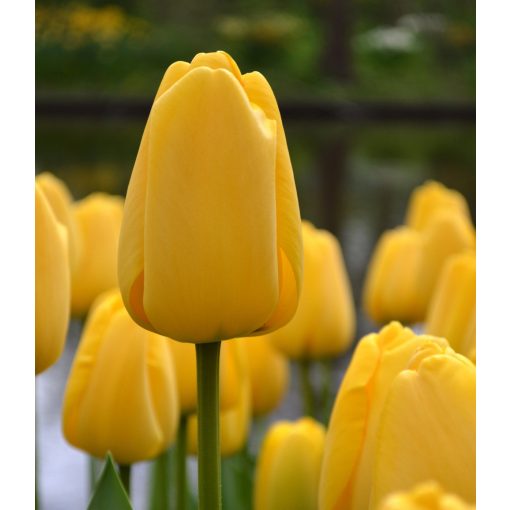Tulipa Golden Parade - Tulipán
