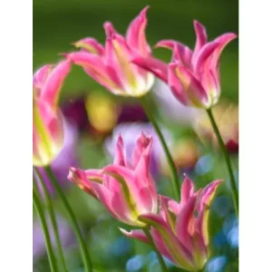 Tulipa Green Love - Tulipán
