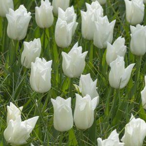 Tulipa Kiwanis - Tulipán