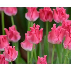 Tulipa Liberstar - Tulipán