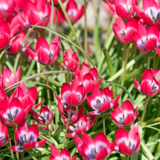 Tulipa Little Beauty - Tulipán
