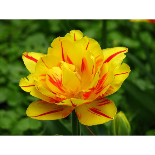 Tulipa Monsella - Tulipán
