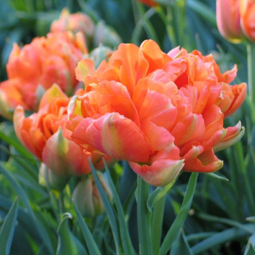 Tulipa Monte Orange - Tulipán