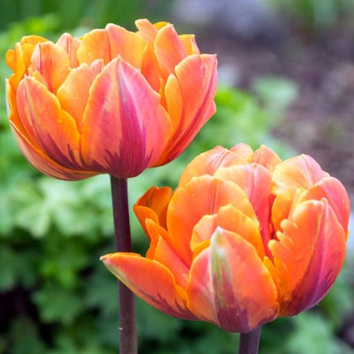 Tulipa Orange Princess - Tulipán