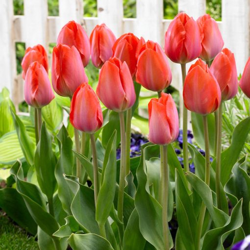 Tulipa Orange van Eijk - Tulipán
