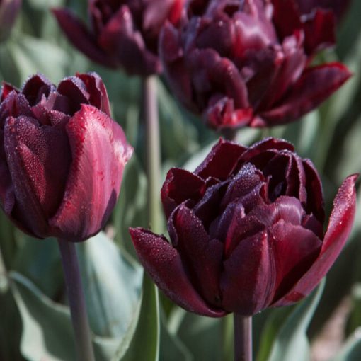 Tulipa Palmyra - Tulipán