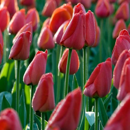 Tulipa Parade - Tulipán