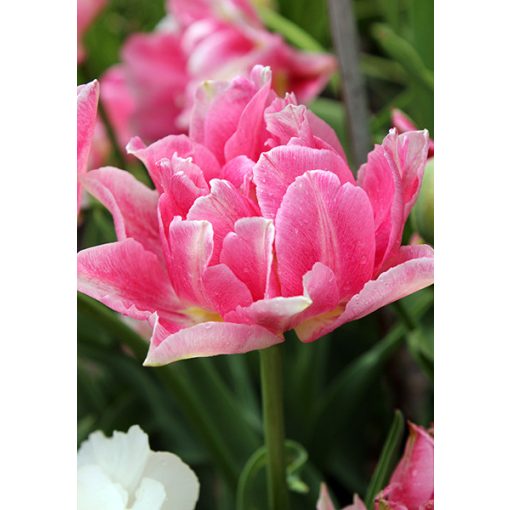 Tulipa Peach Blossom - Tulipán