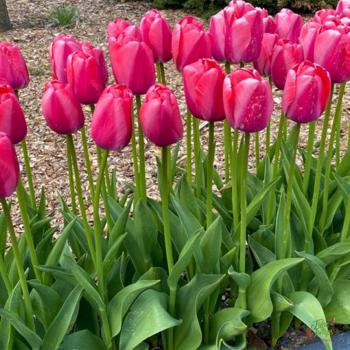 Tulipa Pink Pride - Tulipán