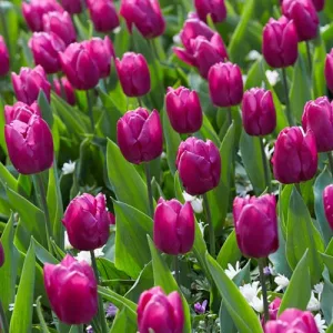 Tulipa Purple Prince - Tulipán