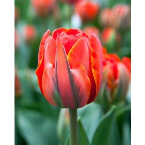 Tulipa Queensday - Tulipán