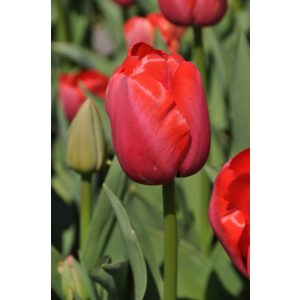 Tulipa Red Pride - Tulipán