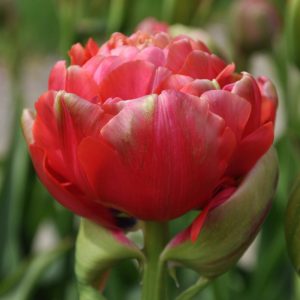 Tulipa Renown Unique - Tulipán