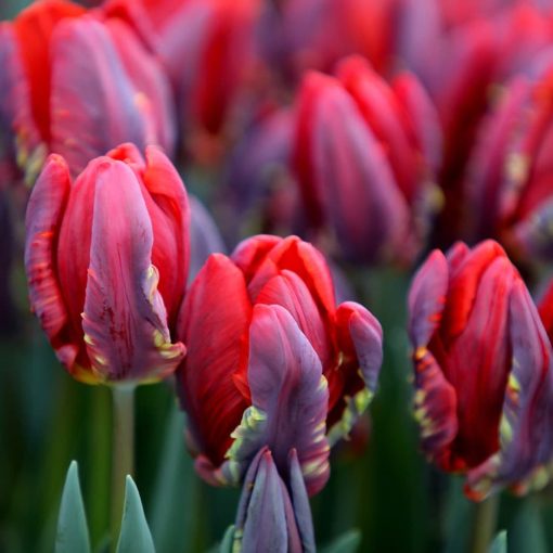 Tulipa Rococo - Tulipán