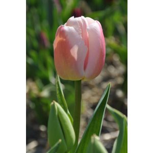 Tulipa Royal Pride - Tulipán