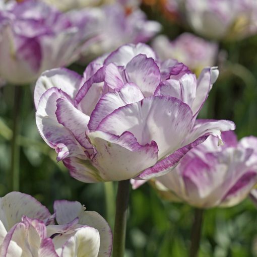 Tulipa Shirley Double - Tulipán
