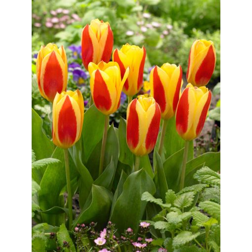 Tulipa Stresa - Tulipán