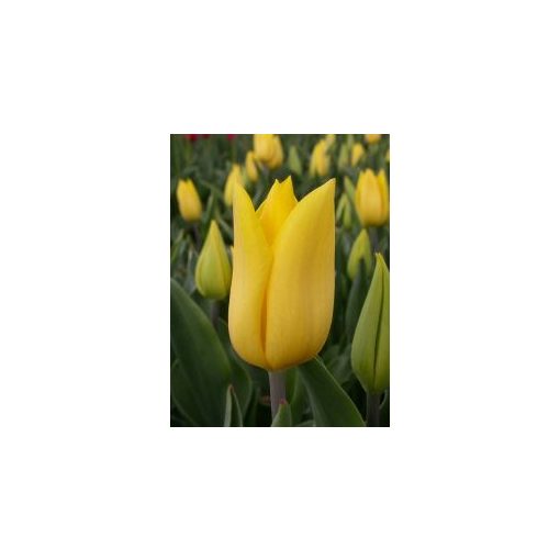 Tulipa Strong Gold - Tulipán